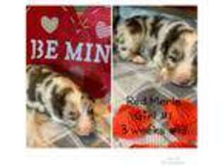 Australian Shepherd Puppy for sale in Binger, OK, USA