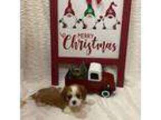 Cavalier King Charles Spaniel Puppy for sale in Athens, MI, USA