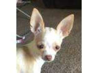 Chihuahua Puppy for sale in Mount Sterling, KY, USA