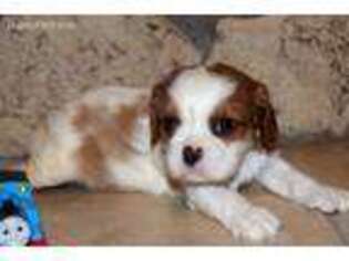 Cavalier King Charles Spaniel Puppy for sale in Abilene, KS, USA
