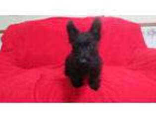 Scottish Terrier Puppy for sale in Woodbury, NJ, USA