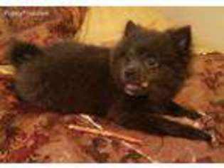 Pomeranian Puppy for sale in Willis, TX, USA