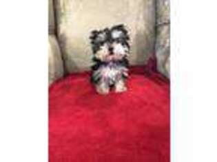 Yorkshire Terrier Puppy for sale in Metairie, LA, USA