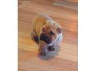 Mutt Puppy for sale in Kingman, AZ, USA