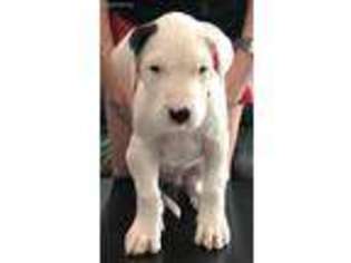 Dogo Argentino Puppy for sale in Oregon, OH, USA