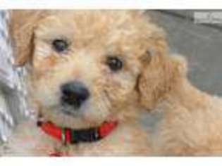 Labradoodle Puppy for sale in Boston, MA, USA