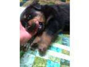 Rottweiler Puppy for sale in Logan, NM, USA