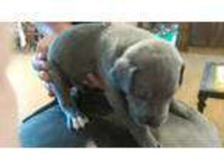 Great Dane Puppy for sale in Goose Creek, SC, USA