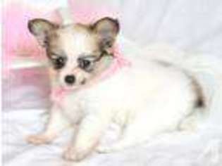 Papillon Puppy for sale in RICH HILL, MO, USA