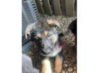 German Shepherd Dog Puppy for sale in Aldie, VA, USA