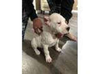 Dogo Argentino Puppy for sale in Fontana, CA, USA