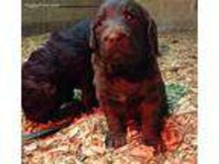 Labradoodle Puppy for sale in Shelby, NC, USA