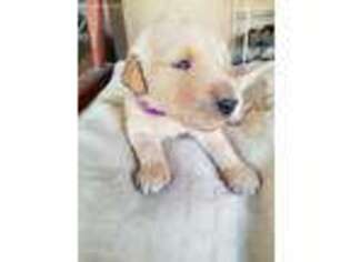 Goldendoodle Puppy for sale in Sorento, IL, USA