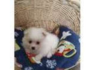 Pomeranian Puppy for sale in Kennesaw, GA, USA