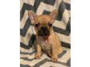 French Bulldog Puppy for sale in Hico, TX, USA