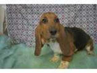 Basset Hound Puppy for sale in Browning, MO, USA