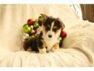 Pembroke Welsh Corgi Puppy for sale in Milton, PA, USA
