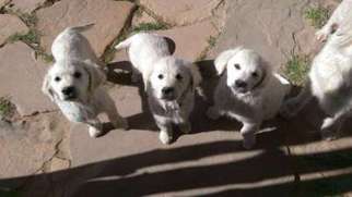 Golden Retriever Puppy for sale in Phoenix, AZ, USA