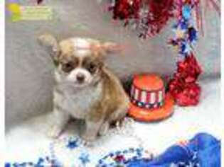 Chihuahua Puppy for sale in Ridgeville, SC, USA