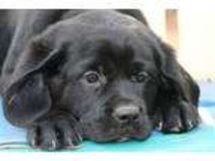 Labrador Retriever Puppy for sale in Lewisburg, OH, USA