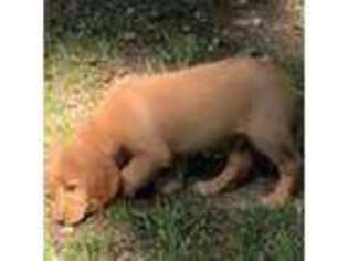 Golden Retriever Puppy for sale in Jamestown, MO, USA