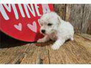 Bichon Frise Puppy for sale in Unknown, , USA