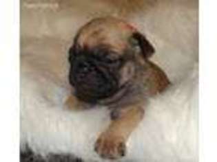 Pug Puppy for sale in Asheboro, NC, USA