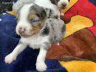 Miniature Australian Shepherd Puppy for sale in Ringling, OK, USA