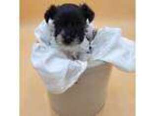 Mutt Puppy for sale in Corydon, IA, USA
