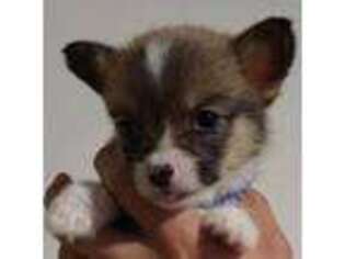 Pembroke Welsh Corgi Puppy for sale in Conway, AR, USA