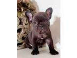 French Bulldog Puppy for sale in Dawsonville, GA, USA