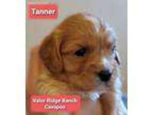 Cavapoo Puppy for sale in Monroe, NC, USA