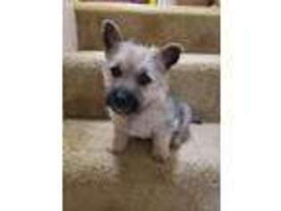 Cairn Terrier Puppy for sale in Durango, IA, USA