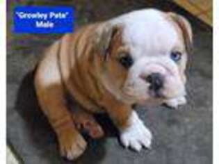 Olde English Bulldogge Puppy for sale in Louisville, KY, USA