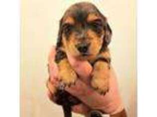 Dachshund Puppy for sale in Strasburg, VA, USA