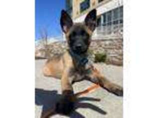 Belgian Malinois Puppy for sale in Yonkers, NY, USA