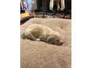 Golden Retriever Puppy for sale in Simpsonville, SC, USA