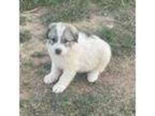 Great Pyrenees Puppy for sale in Mayer, AZ, USA