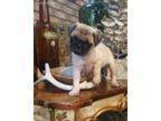 Pug Puppy for sale in Petal, MS, USA