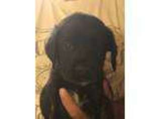 Mastiff Puppy for sale in Belmont, NH, USA