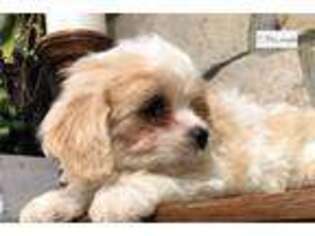 Cavachon Puppy for sale in Salina, KS, USA
