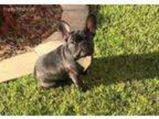 French Bulldog Puppy for sale in Douglasville, GA, USA