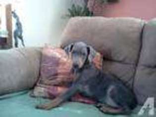 Doberman Pinscher Puppy for sale in DEFIANCE, OH, USA