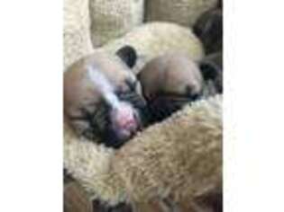 French Bulldog Puppy for sale in Saint Helens, OR, USA