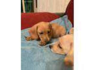 Dachshund Puppy for sale in Brooklyn, NY, USA