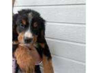 Bernese Mountain Dog Puppy for sale in Elbert, CO, USA