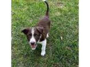 Border Collie Puppy for sale in Cincinnati, OH, USA
