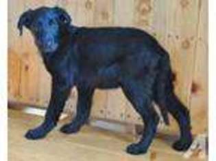 Labrador Retriever Puppy for sale in PLATO, MO, USA