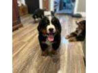 Bernese Mountain Dog Puppy for sale in Lynden, WA, USA