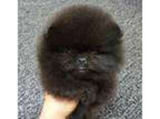 Pomeranian Puppy for sale in Salem, VA, USA